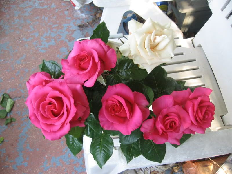 Plonk photo June82008053.jpg